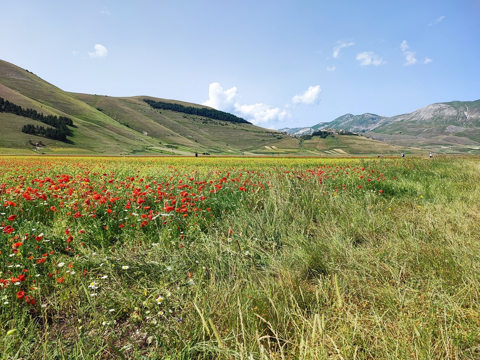 Fioritura di Castelluccio: la trappola per turisti perfetta