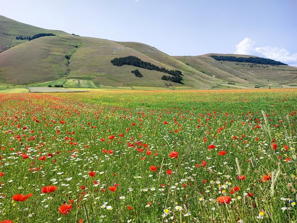 Italia di Castelluccio