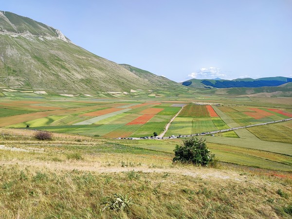 Fioritura di Castelluccio