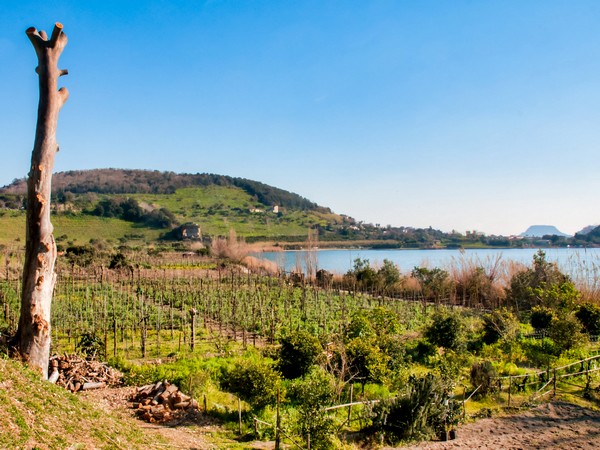 Vigneti Lago d'Averno